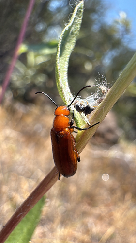 Nemognatha nigripennis