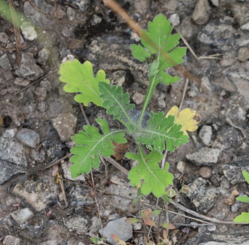 Parthenium confertum