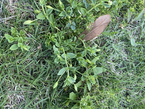 Yellow-flowered waterhyssop