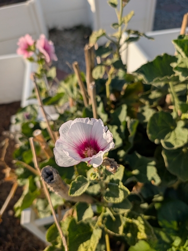 Rock Hibiscus