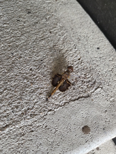 Red Saddlebags