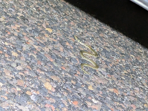 Checkered Garter Snake