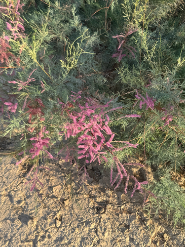 Tamarix chinensis