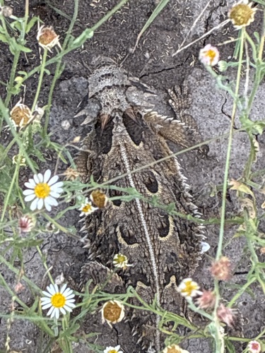 Texas Horned Lizard