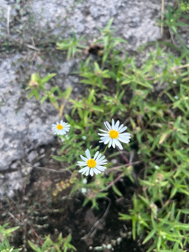 Lazy Daisy