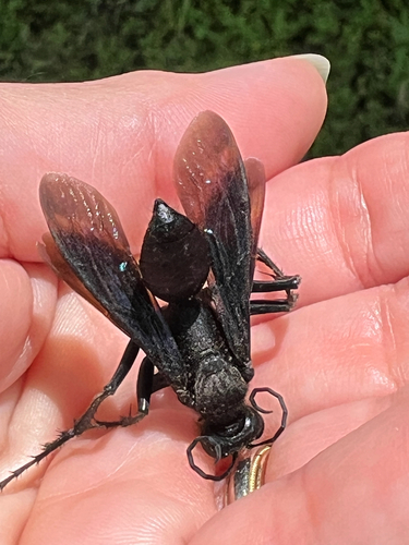 Great Black Digger Wasp