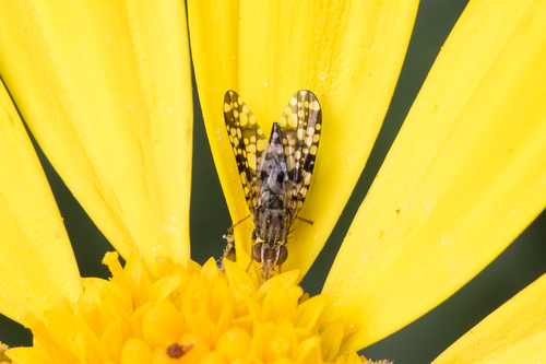 Campiglossa producta · iNaturalist