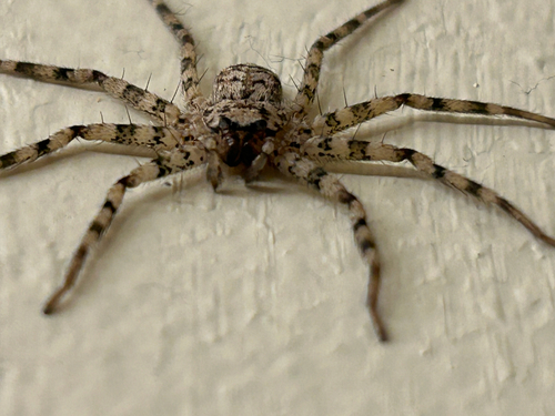Selenops actophilus