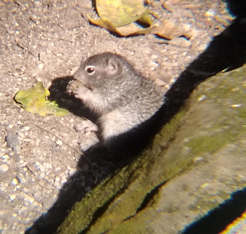 Rock Squirrel