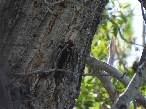 Red-naped Sapsucker