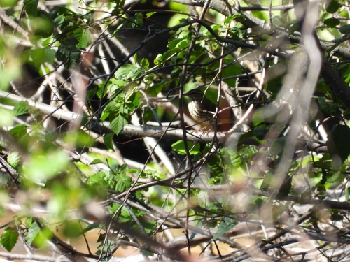 Northern Waterthrush