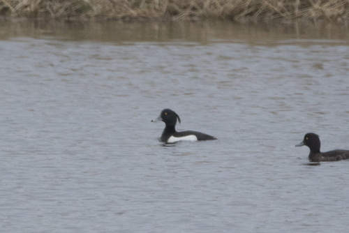 Tufted Duck