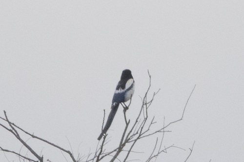 Oriental Magpie
