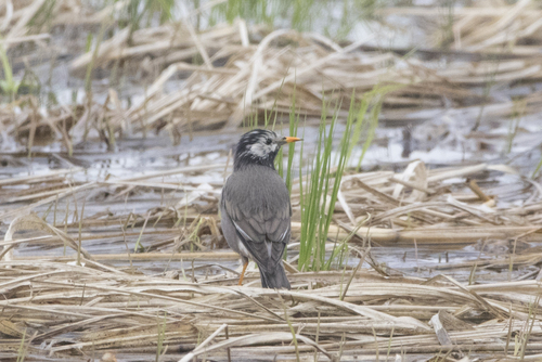 White-cheeked Starling