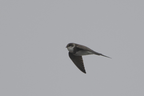 Bank Swallow