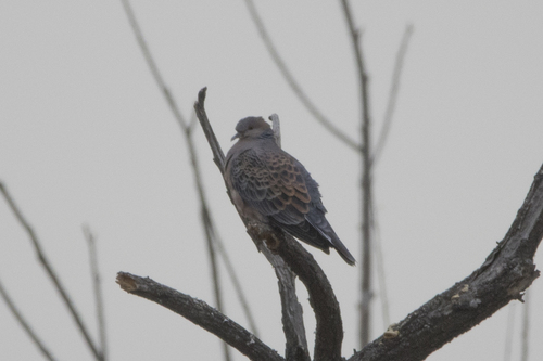 Oriental Turtle-Dove