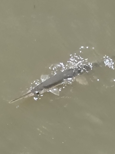 Longnose Gar