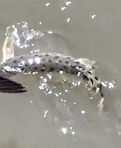 Longnose Gar