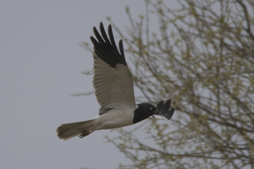 Pied Harrier