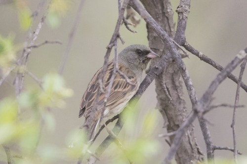 Black-faced Bunting