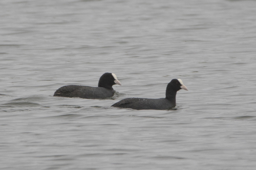 Eurasian Coot