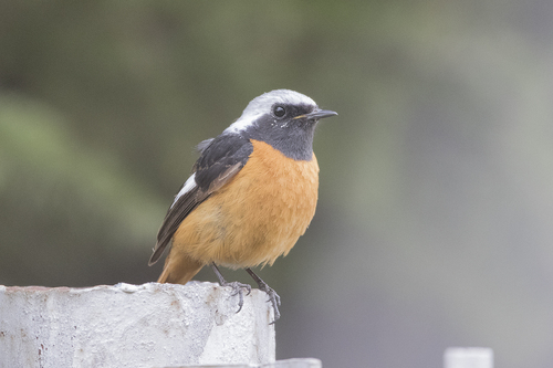 Daurian Redstart