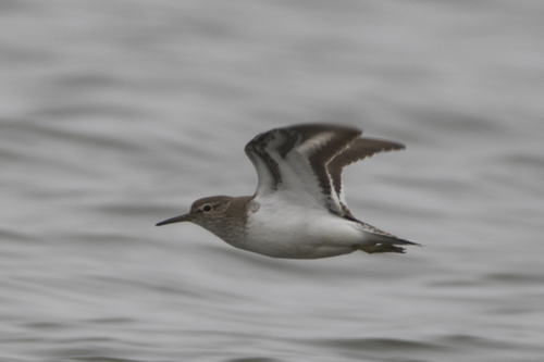 Common Sandpiper
