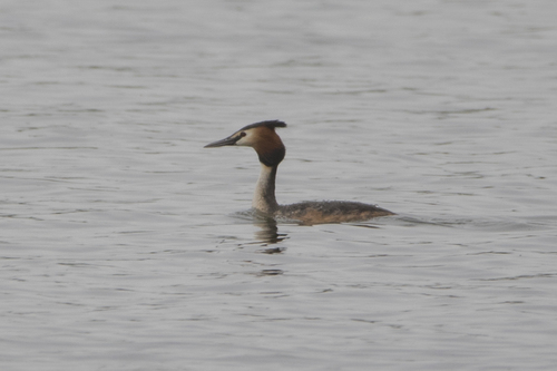 Great Crested Grebe