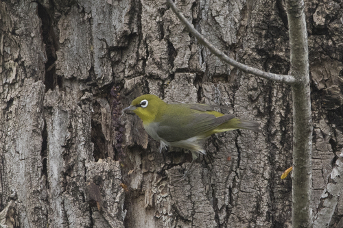 Chestnut-flanked White-eye