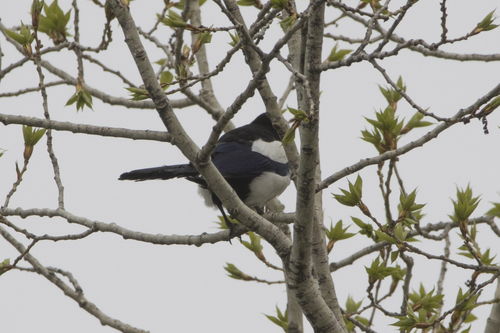 Oriental Magpie