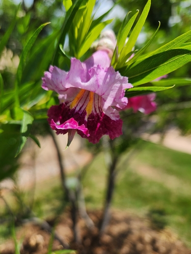 desert willow