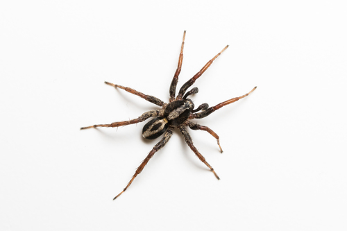 White-banded Fox Spider