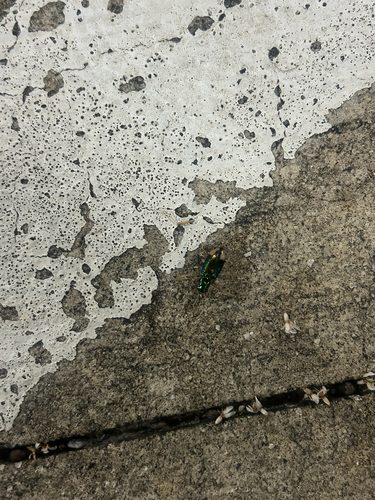 Carolina Metallic Tiger Beetle
