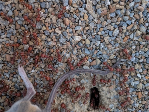 Red Harvester Ant
