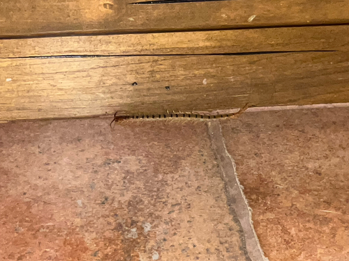 Common Desert Centipede
