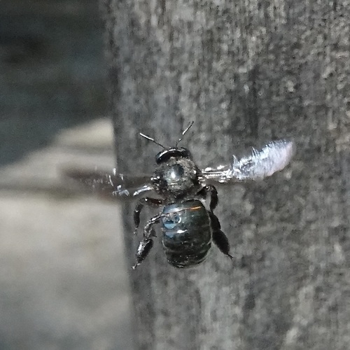 Western Carpenter Bee