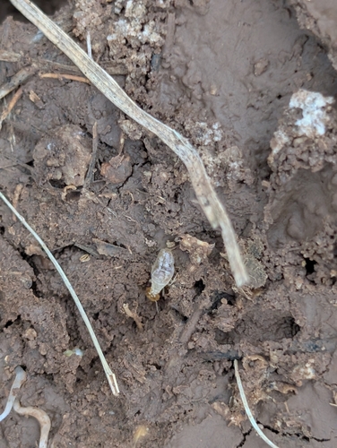 Long-jawed Desert Termites