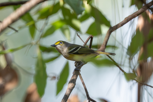 White-eyed Vireo