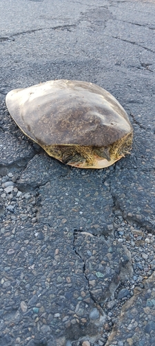 Texas Spiny Softshell