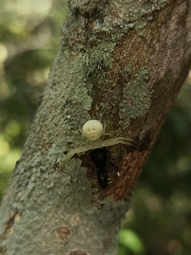Anthidioid Four-striped Melipona