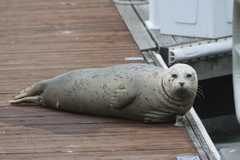 Harbor Seal