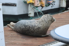 Harbor Seal
