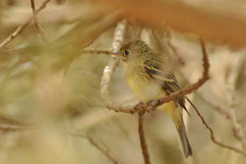 Western Flycatcher