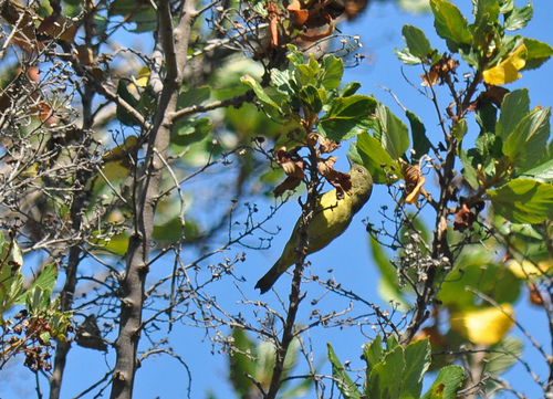 Orange-crowned Warbler