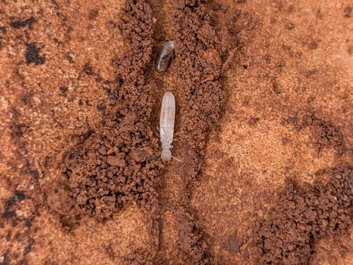 Long-jawed Desert Termites