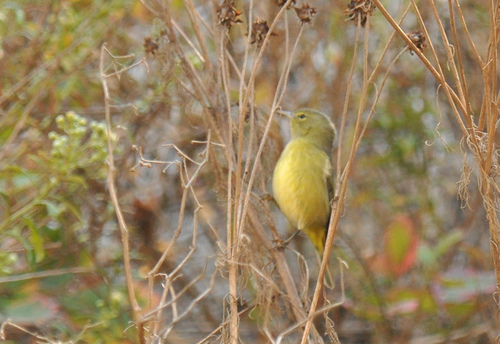 Orange-crowned Warbler