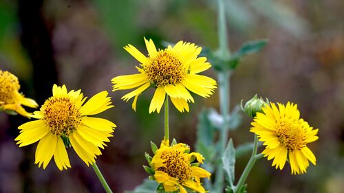 Cowpen Daisy
