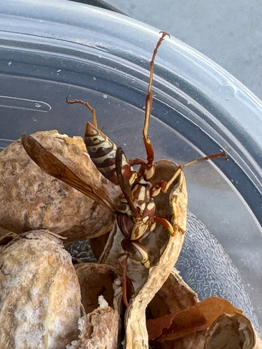 Apache Paper Wasp