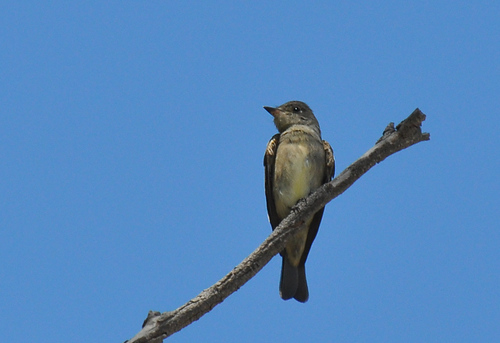 Western Wood-Pewee