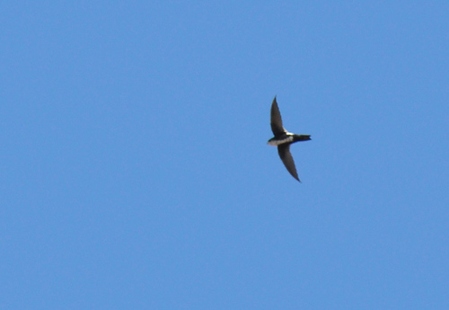 White-throated Swift